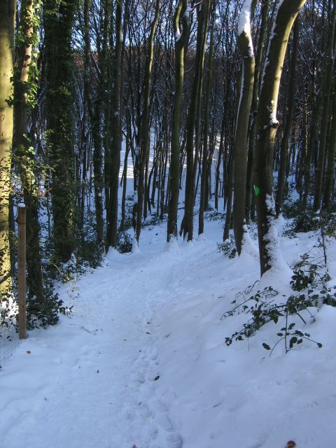 IMG_2814 verschneiter Waldweg.JPG