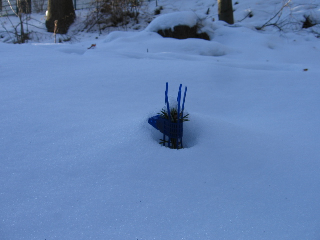 IMG_2815 ca. 30cm Nordmanntann.JPG