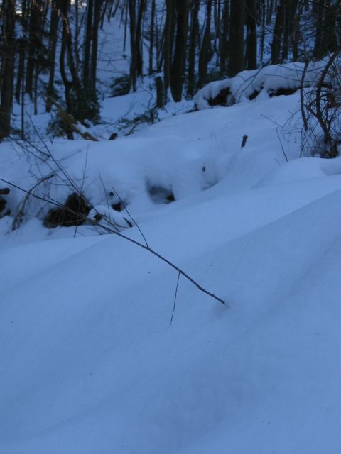 IMG_2816 ein Teil der Birken steht schief.JPG