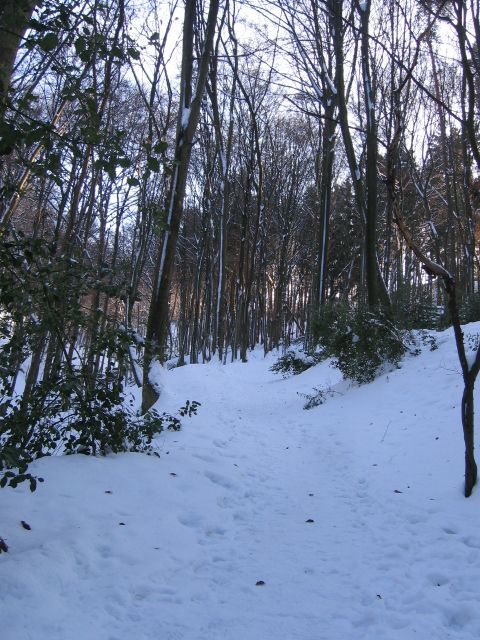 IMG_2819 Waldweg bergauf.JPG