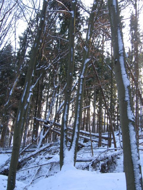 IMG_2818 Nachbargrund.JPG