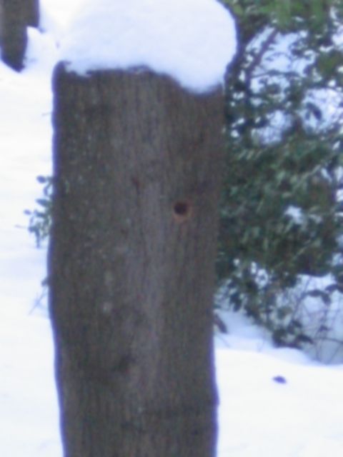 IMG_2823 Spechtloch.JPG