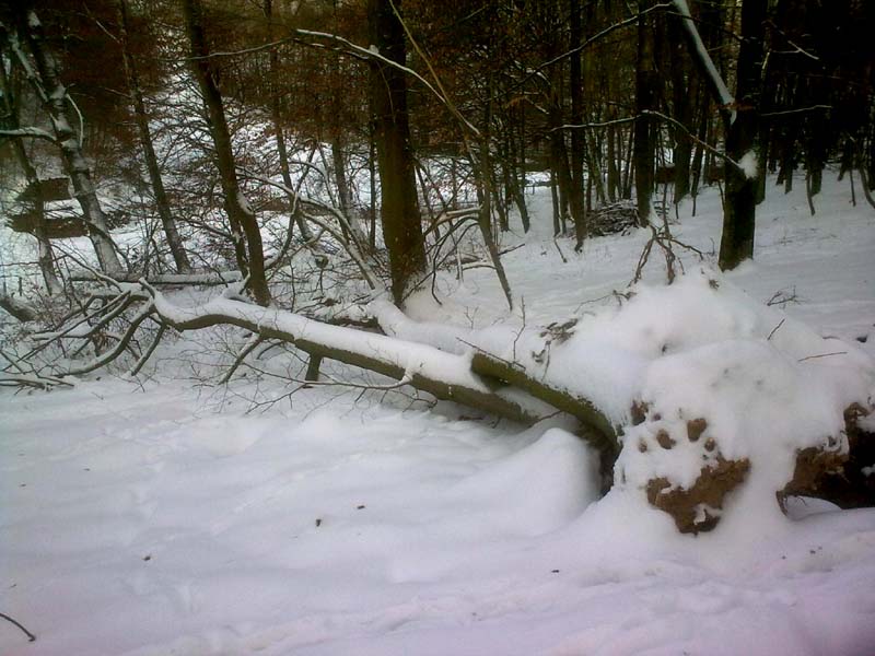 Arbeit fürs Frühjahr.jpg