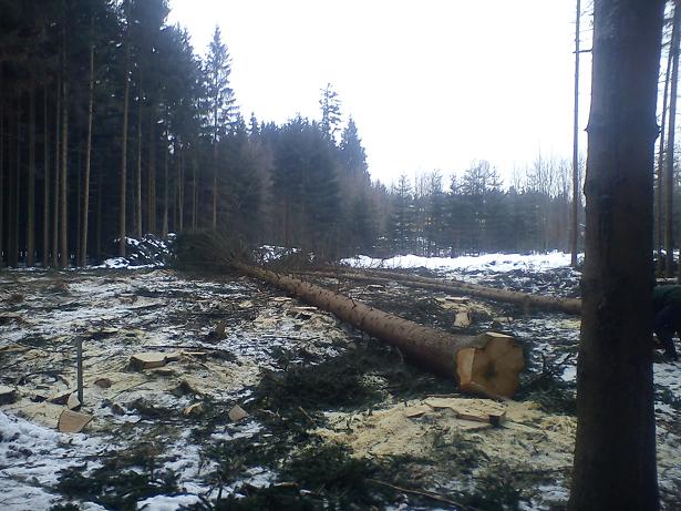 wald2.jpg