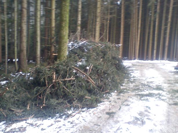 wald5.jpg