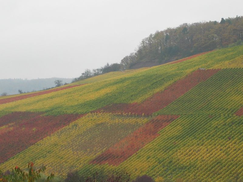 Weinberge.JPG