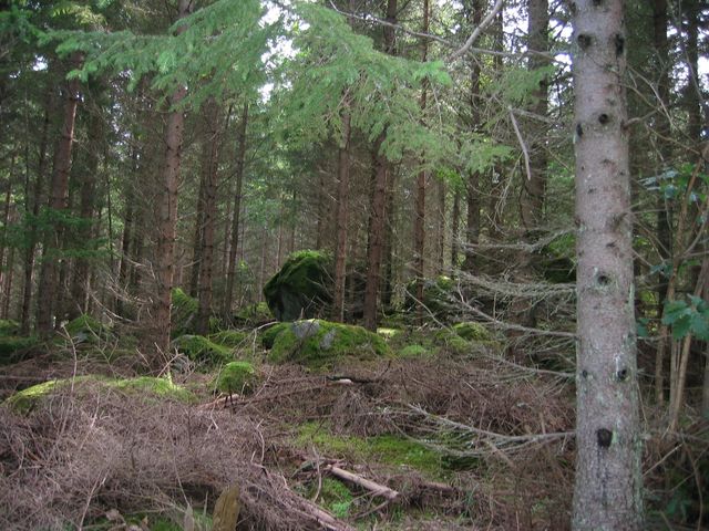 Wald in Schweden.jpg