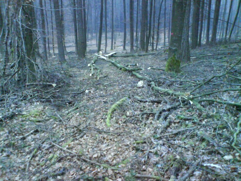 Die Einfahrt zu meinem Schlachtfeld,ca 25Fm Buche.JPG
