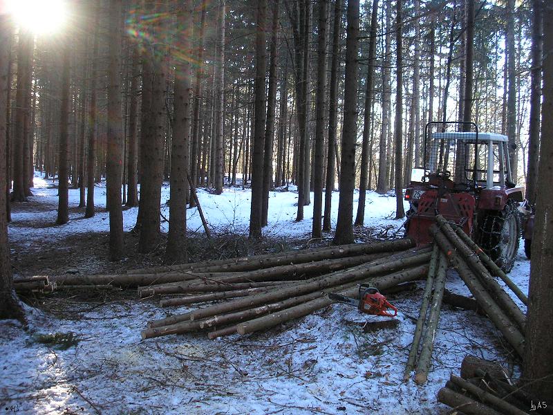 Durchforstung_413_P2060003_2.JPG