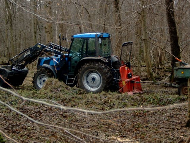 Arbeitstier im Wald.jpg