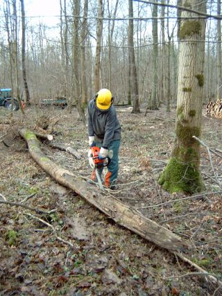 Entasten mit antiker Stihl.jpg