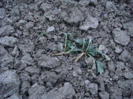 Grupper-Raps nach Pflugfurche im Januar.JPG