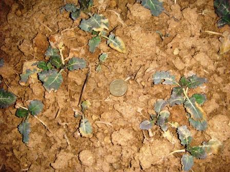 Grupper-Raps Ende Februar.JPG