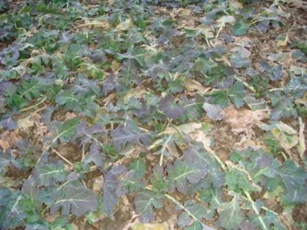 Pflug-Raps Ende Februar.JPG