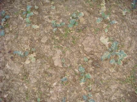 Grupper-Raps Ende Februar ohne Herbizidmassnahme.JPG