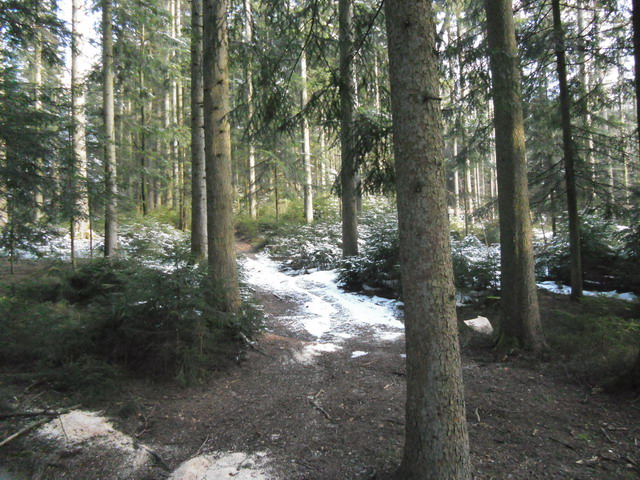 Wald1.jpg