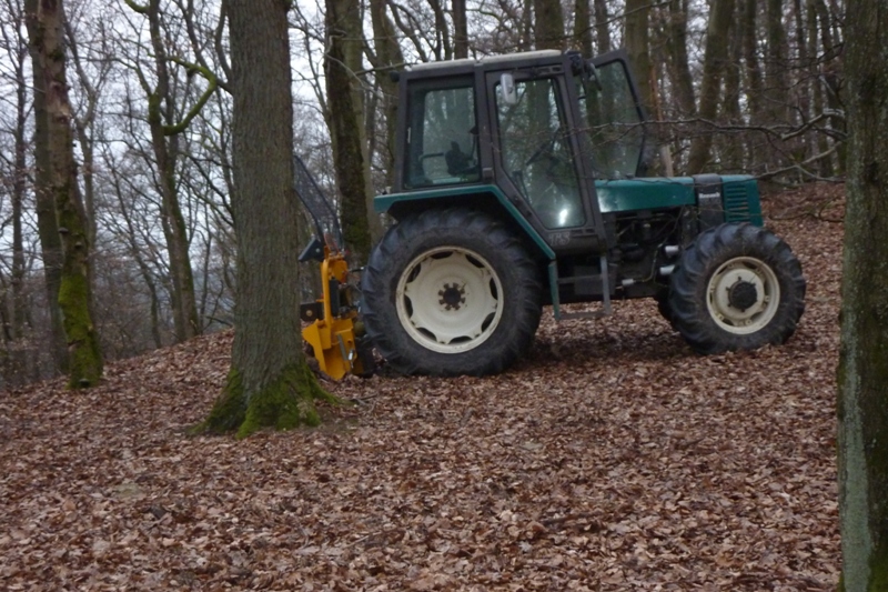 wald 044.JPG