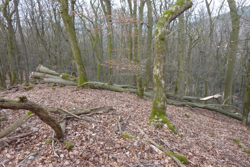 wald 039.JPG