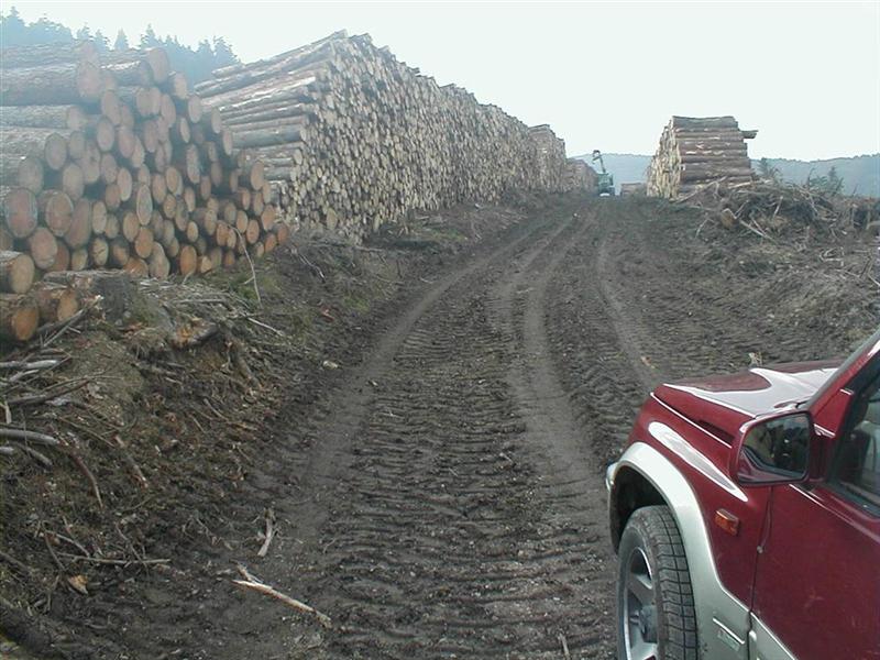 PA090004 (Large) (Medium).JPG