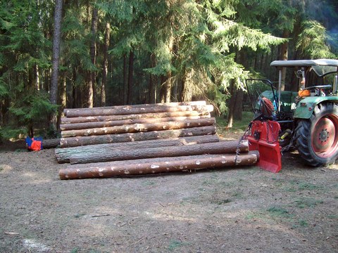 Kiefernpolter 004.JPG