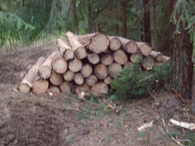 Schneebruch2011 006.JPG