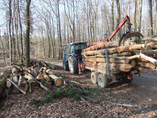 Rücken und Abtransport 2011 260.JPG