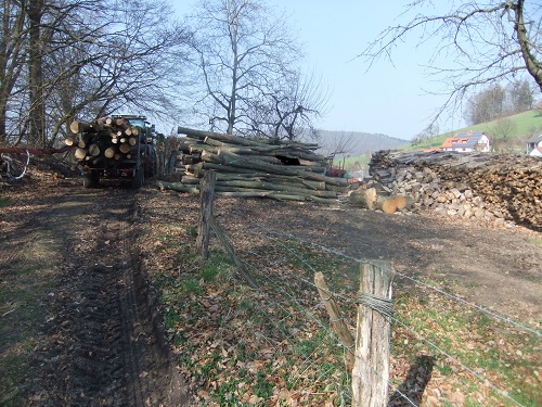 Rücken und Abtransport 2011 256.JPG