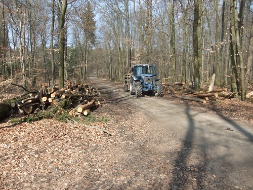 Rücken und Abtransport 2011 254.JPG