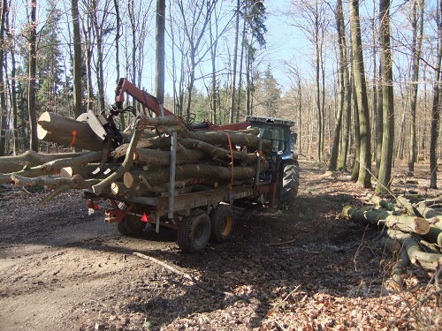 Rücken und Abtransport 2011 250.JPG