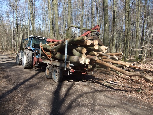 Rücken und Abtransport 2011 245.JPG