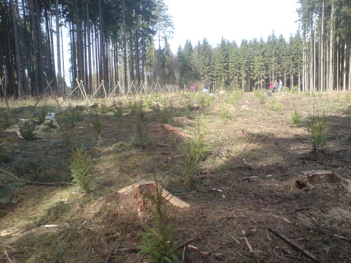 Pflanzung mit Klasse.jpg