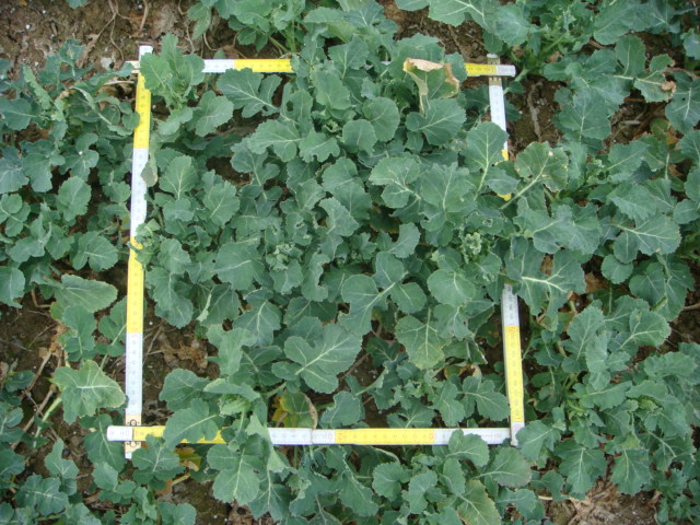 Pflug-Raps 31.3.11.JPG