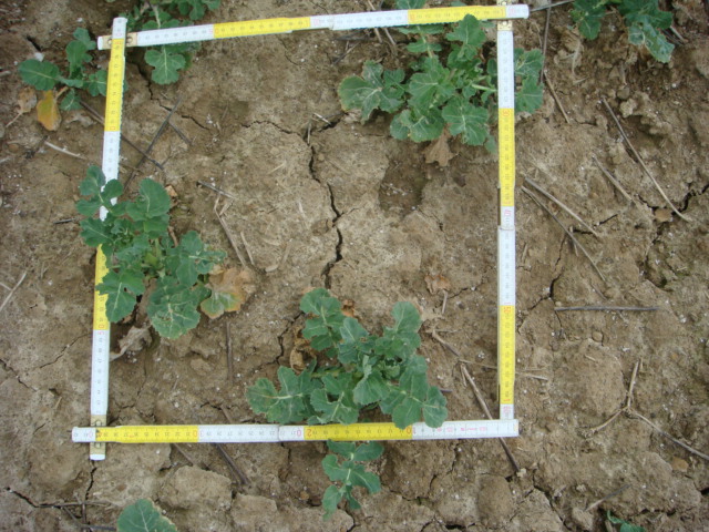 Grubber-Raps 31.3.11.JPG