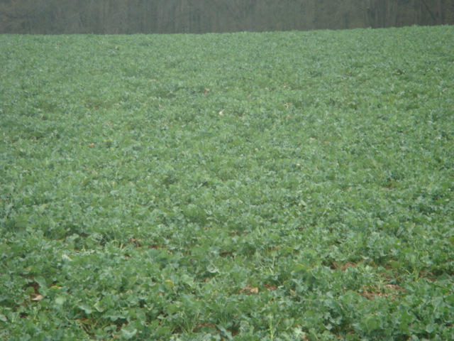 Pflug Raps Ende März.JPG