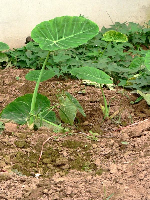 Agriculturelles 04_klein.JPG