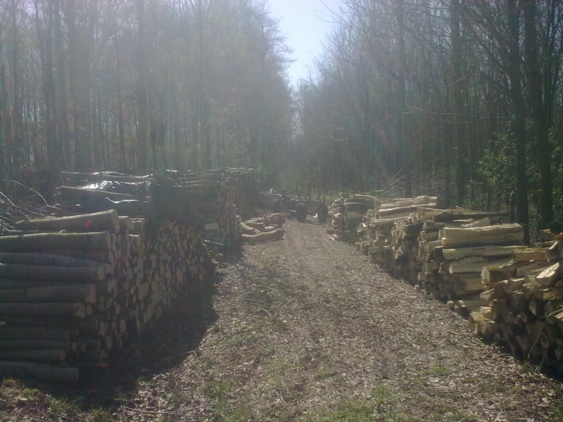 Brennholz 2011-19.JPG