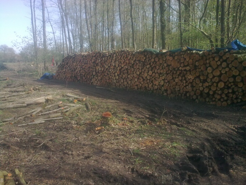 Brennholz 2011-18.JPG