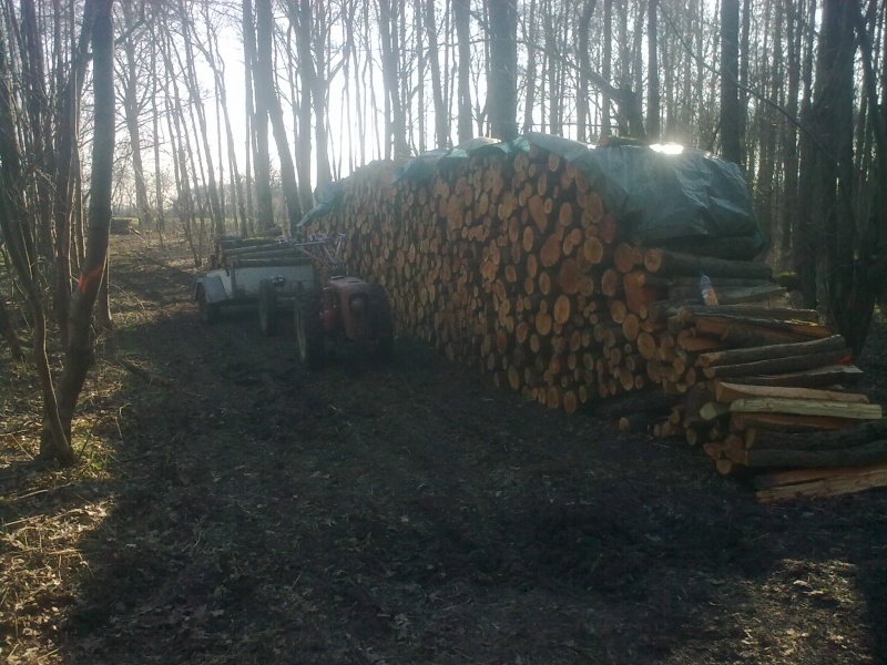Brennholz 2011-12.JPG