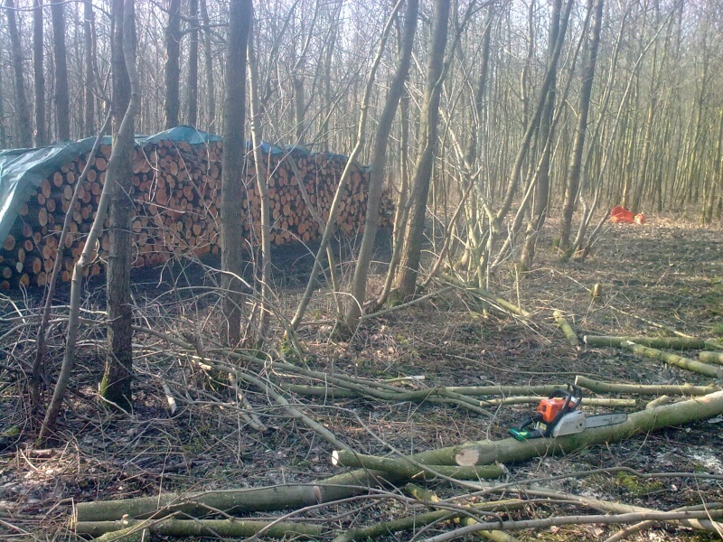 Brennholz 2011-9.JPG