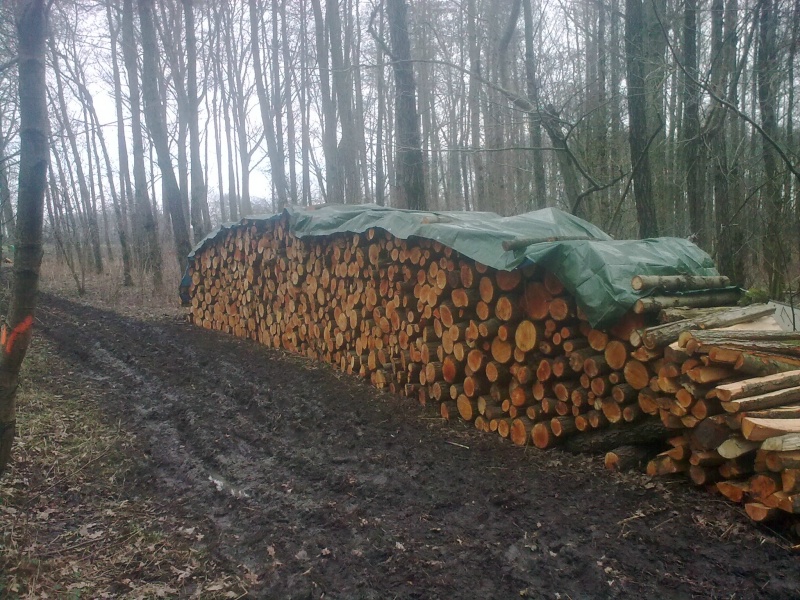 Brennholz 2011-8.JPG