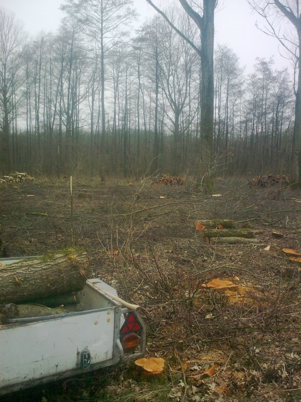 Brennholz 2011-7.JPG