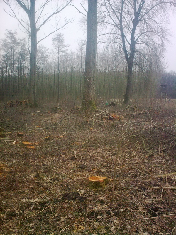 Brennholz 2011-6.JPG