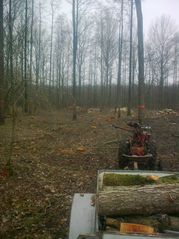 Brennholz 2011-5.JPG