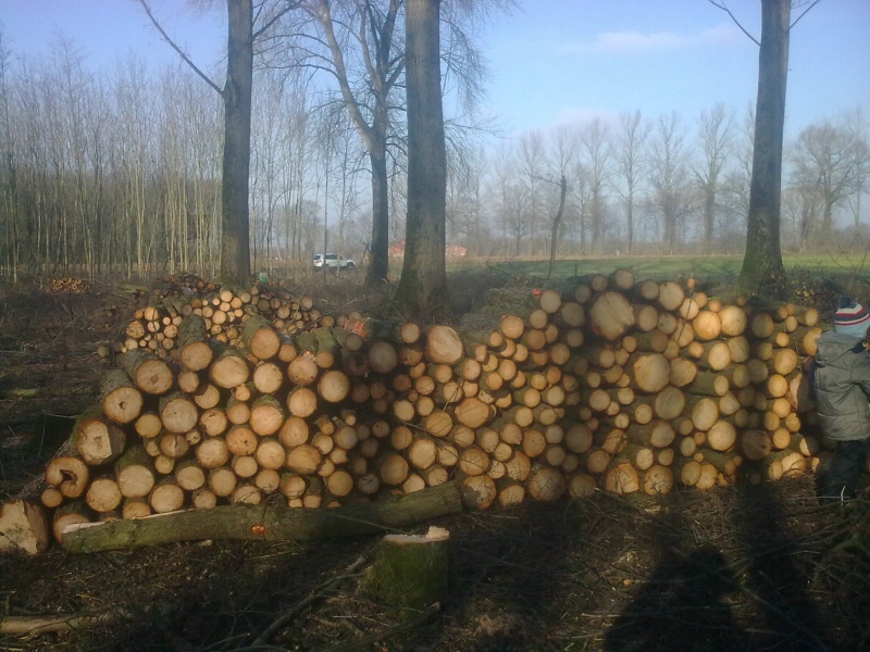 Brennholz 2011-4.JPG