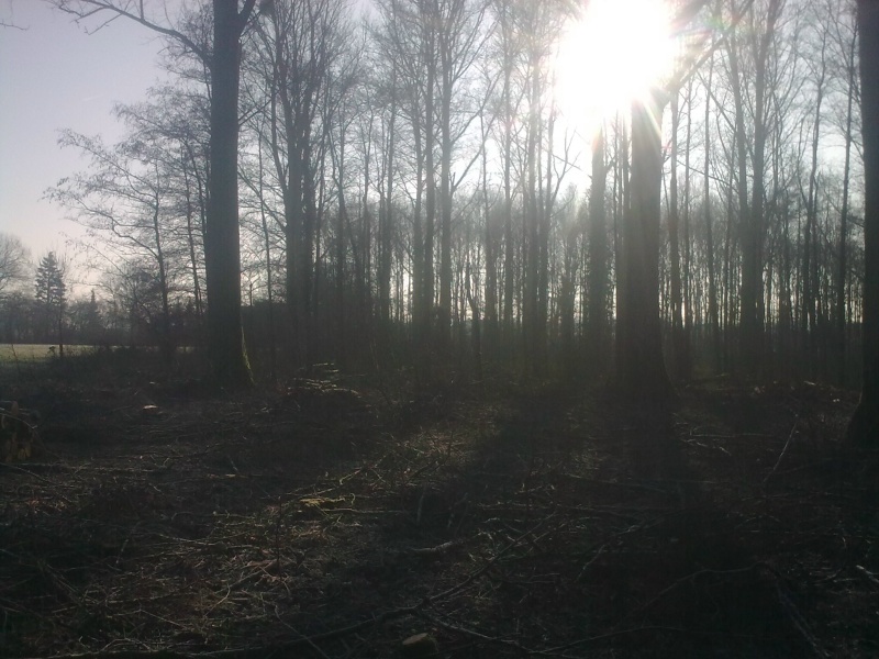 Brennholz 2011-3.JPG