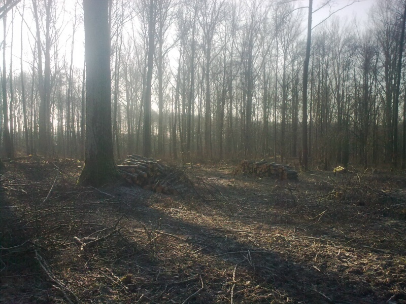 Brennholz 2011-2.JPG