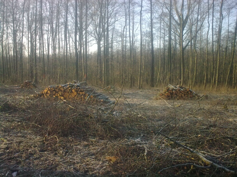 Brennholz 2011-1.JPG