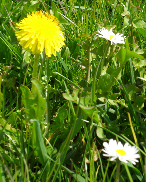 Wiesenbl.1-1-2010.jpg