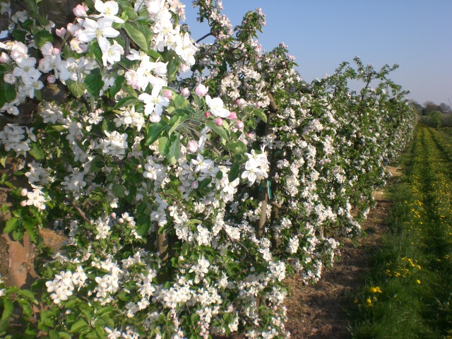 Winter und Blüte 021.jpg