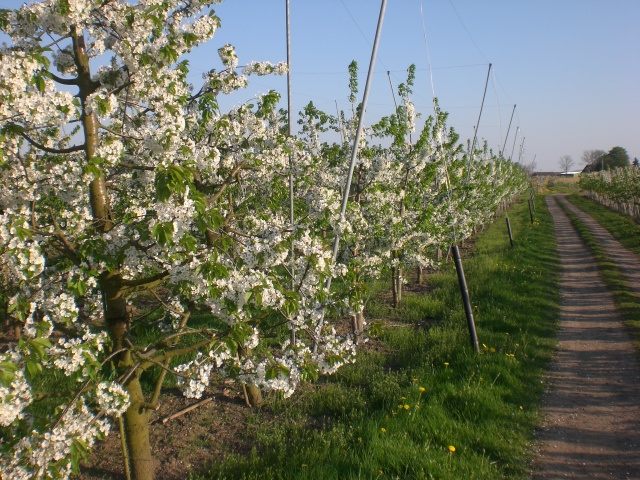 Winter und Blüte 023.jpg